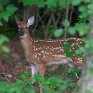 Deer
