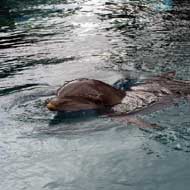 Dolphin