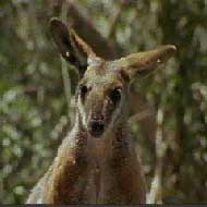 Wallaby