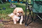 Club Mascot - Gizmo