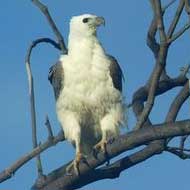 Sea Eagle
